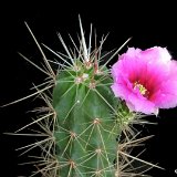Echinocereus stramineus conglomeratus JL885 (big plants, two clones) 30-35cm L rooted or unrooted cuttings